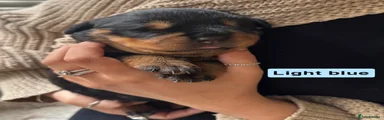 Rottweiler Puppy 2