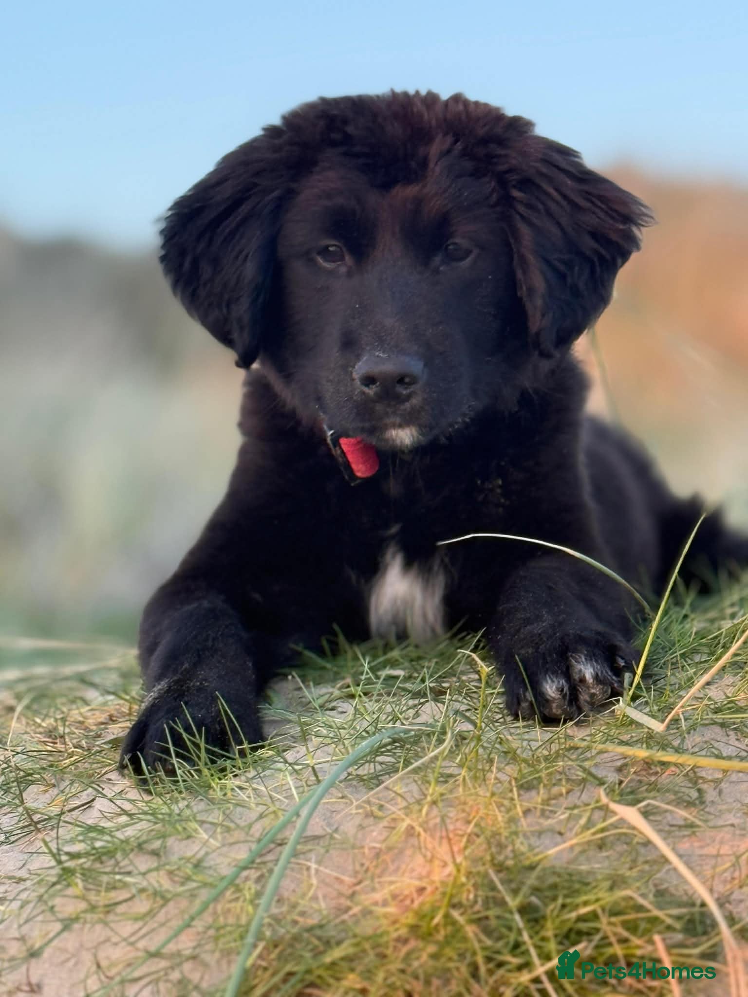 Golden Retriever dogs Pet Trained Golden Retriever x Border Collie Male - Advert 1