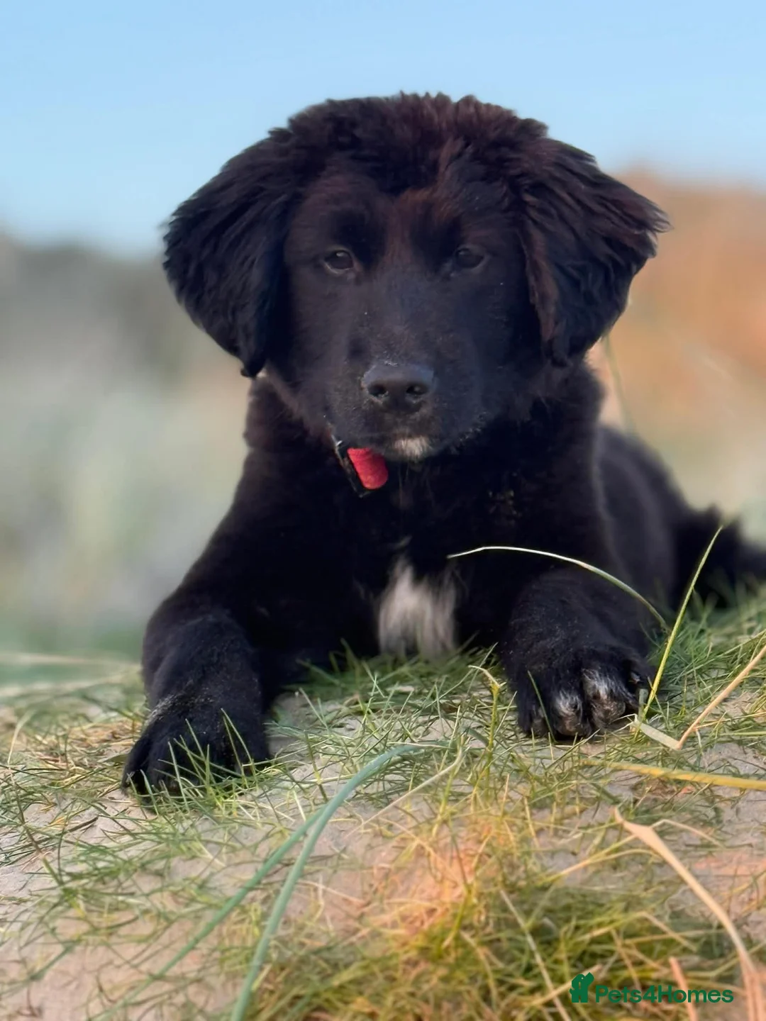 Golden Retriever dogs for sale: Pet Trained Golden Retriever x Border Collie Male - Advert 1