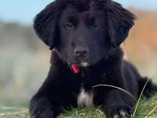 Golden Retriever dogs for sale: Trained Golden Retriever x Border Collie Male - Advert 2