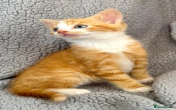 Mixed Breed cats for sale: STUNNING BOY AND GIRL KITTENS - Image 5