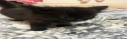 Mixed Breed cats for sale: 5 fluffy kittens looking for their forever homes  - Advert 15