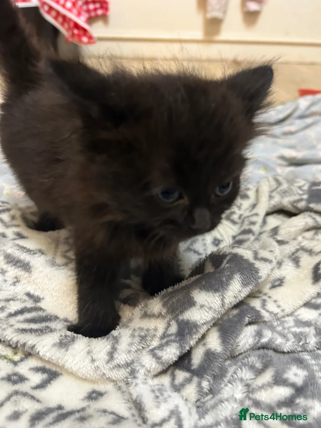 Mixed Breed cats for sale: 5 fluffy kittens looking for their forever homes  - Advert 15
