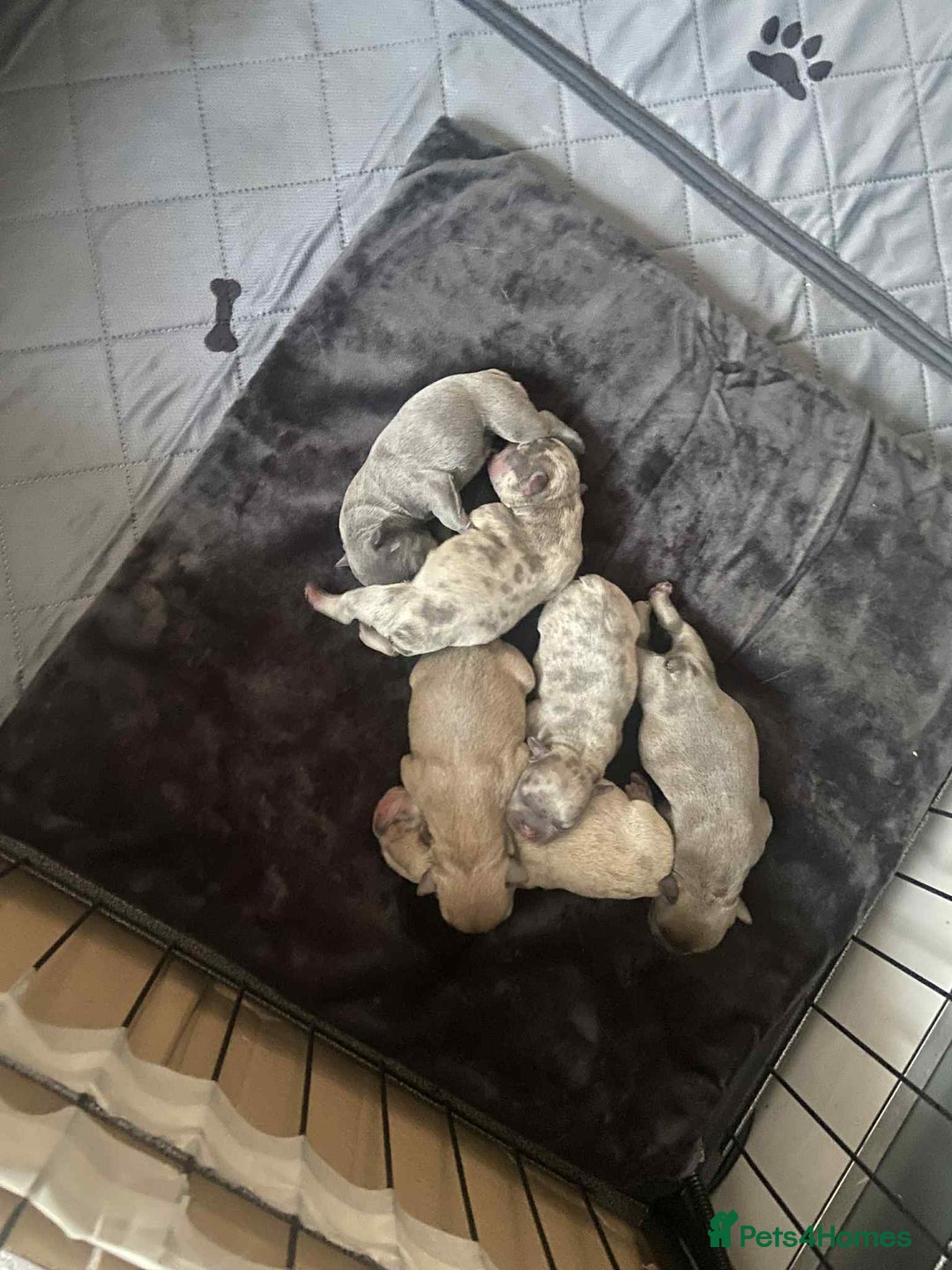 French Bulldog dogs for sale: French bulldogs 3 male ready now  - Image 10