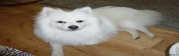 Pomeranian dogs for sale: Gorgeous Pomeranian Spitz looking for forever home - Advert 3