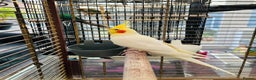 Cockatiels birds for sale: Cockatiel Female + Full Setup Included - Advert 3