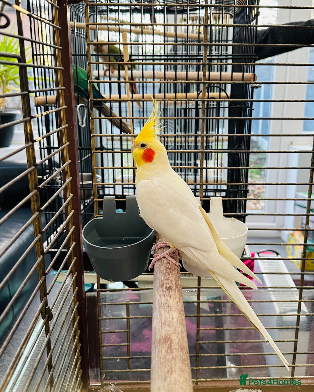 Cockatiels birds for sale: Cockatiel Female + Full Setup Included - Advert 3