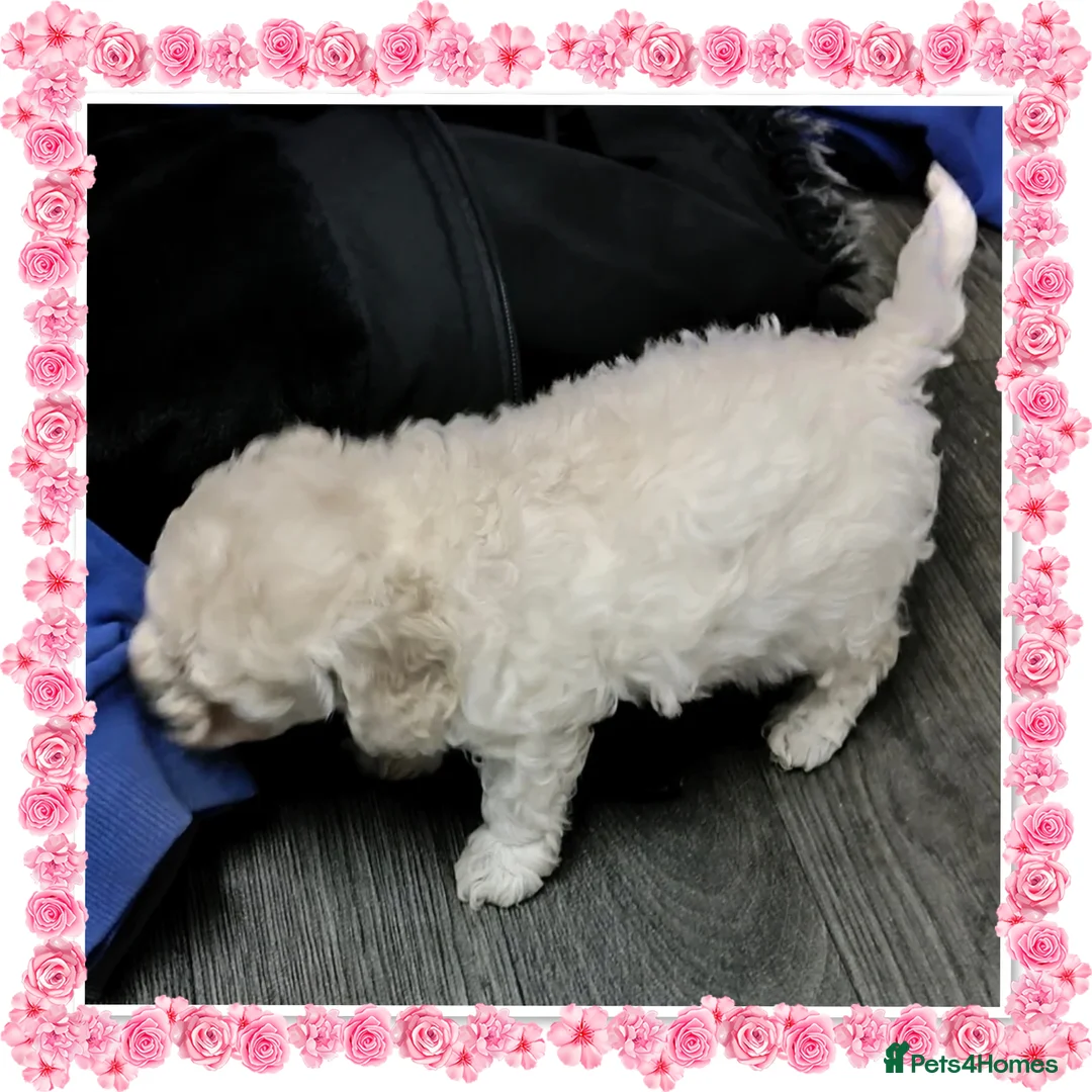 Miniature Poodle dogs for sale: 🐩💞girls girls girls 💞🐩 in Rotherham - Advert 5