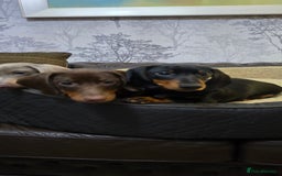 Miniature Dachshund dogs for sale: Minature Dashounds - Image 6