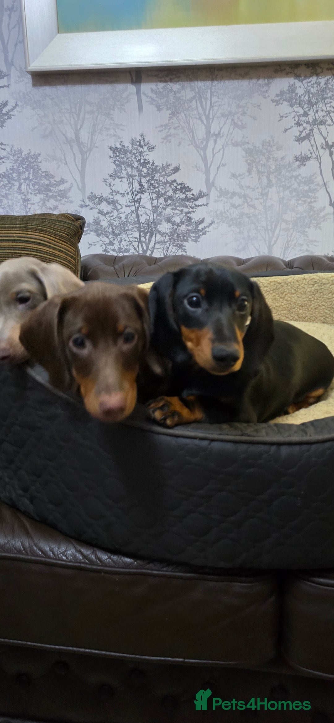 Miniature Dachshund dogs for sale: Minature Dashounds - Image 6