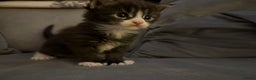 Maine Coon cats for sale: Maine Coon kittens some polydactyl.  - Advert 17