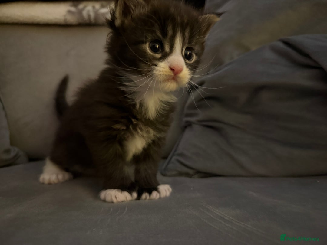 Maine Coon cats for sale: Maine Coon kittens some polydactyl.  - Advert 17