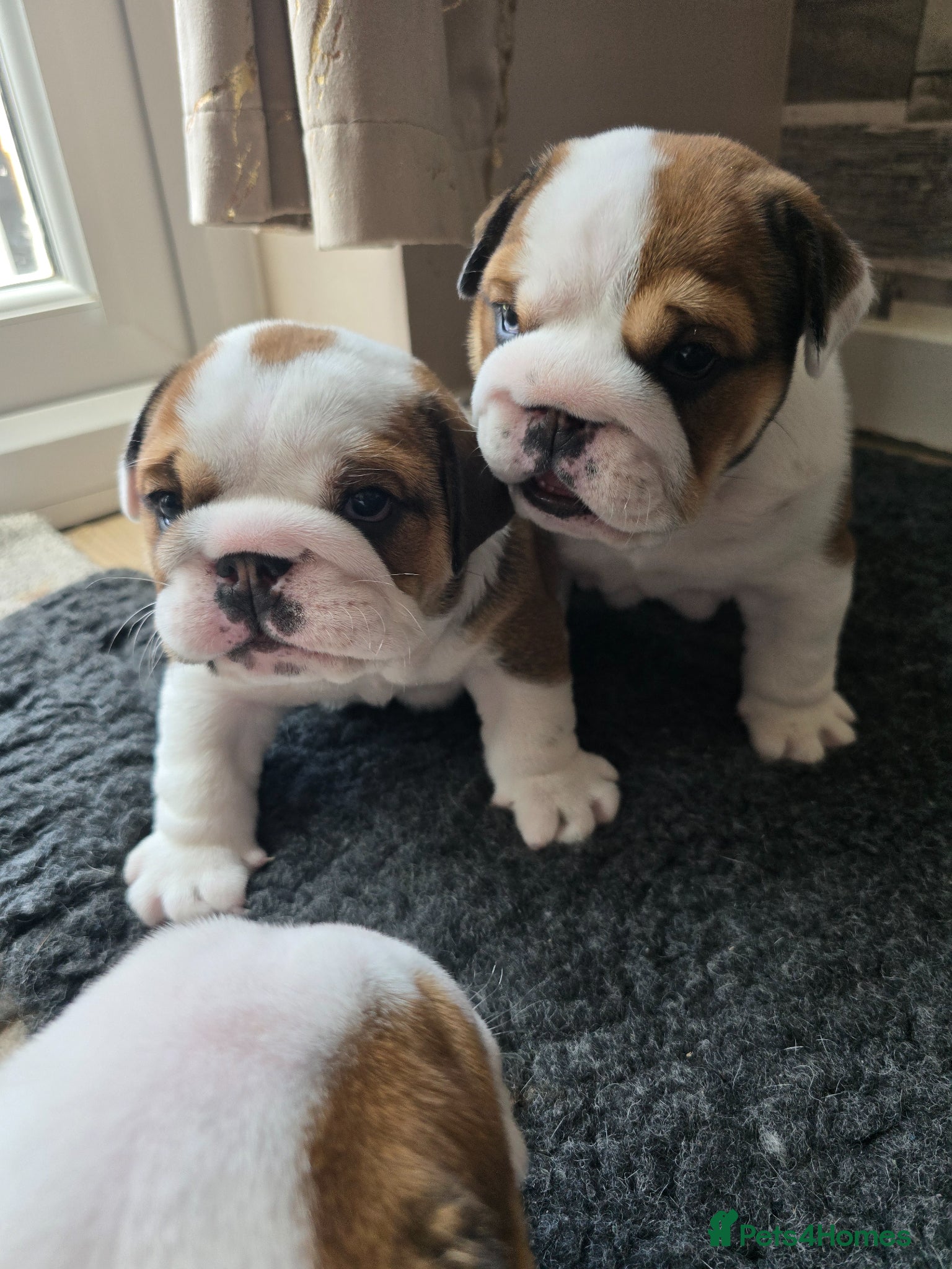 English Bulldog dogs 2🐶 🔥KC registered English bulldog puppies✨️🔥 - Advert 7