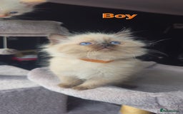 Ragdoll cats for sale: Ragdoll kittens  - Image 15