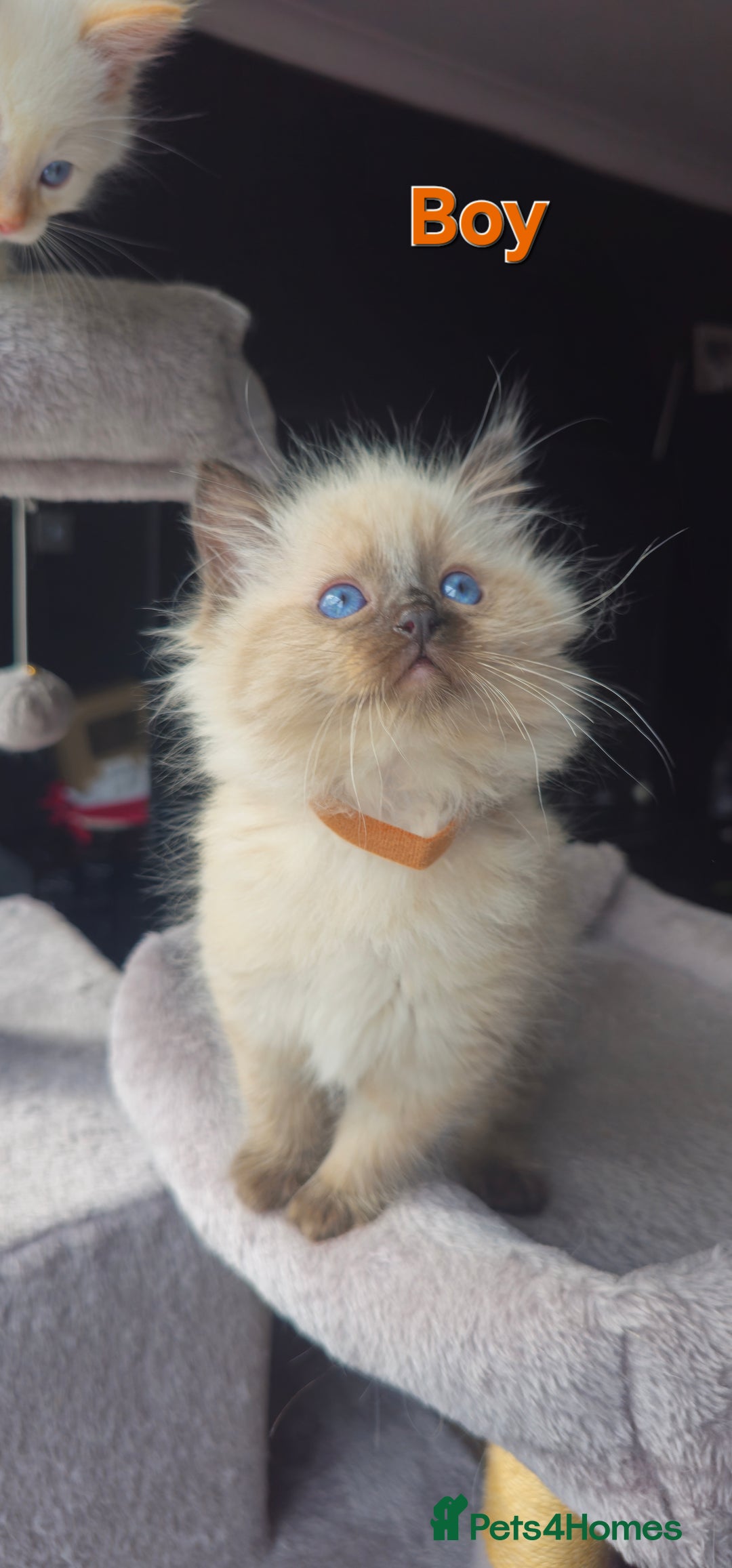 Ragdoll cats for sale: Ragdoll kittens  - Image 15