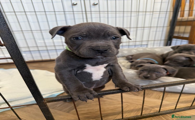 Staffordshire Bull Terrier dogs KC Registered Staff Puppies  - Advert 2