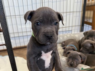 Staffordshire Bull Terrier dogs KC Registered Staff Puppies - Advert 2