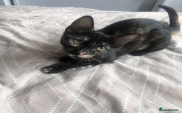 Mixed Breed cats for sale: Kittens for sale - Image 3