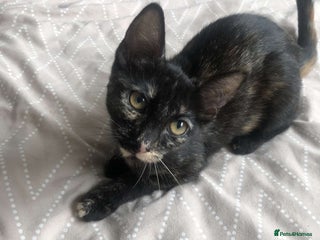 Mixed Breed cats - Advert 27