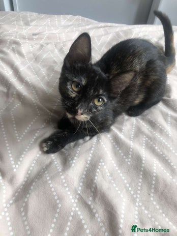 Mixed Breed cats - Advert 7