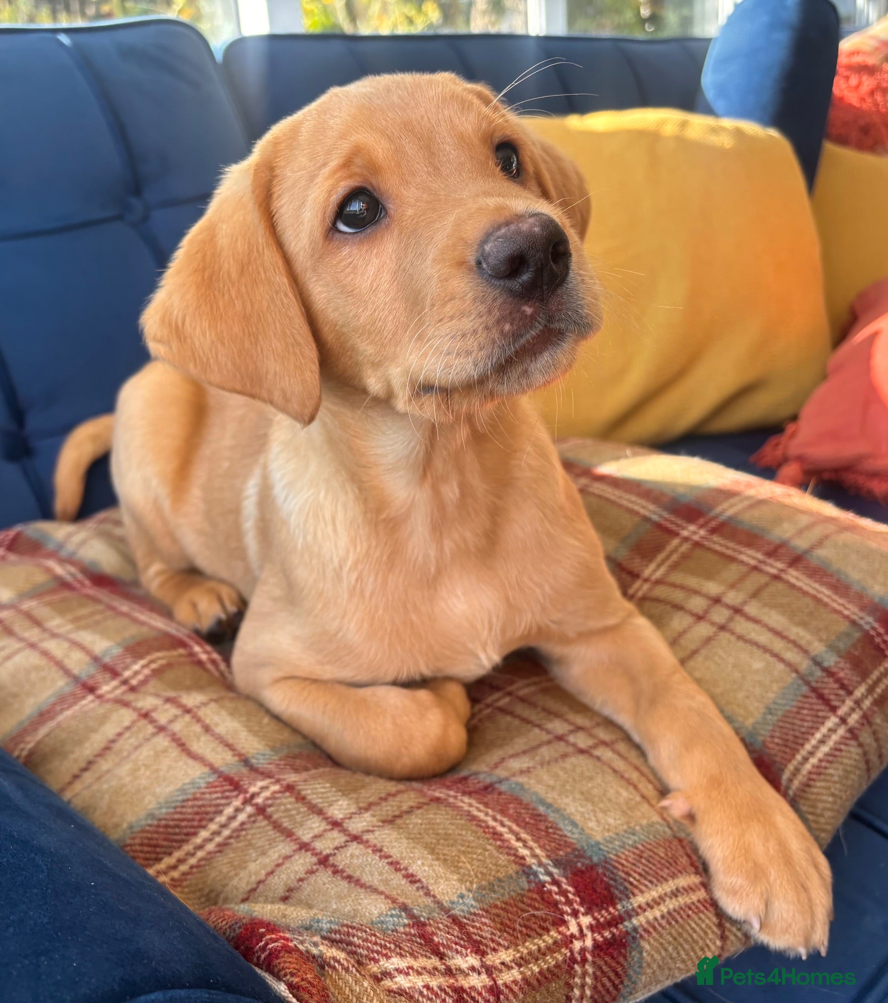 Labrador Retriever dogs Gorgeous Labrador Puppies Vet Checked, Ready Now  - Advert 2