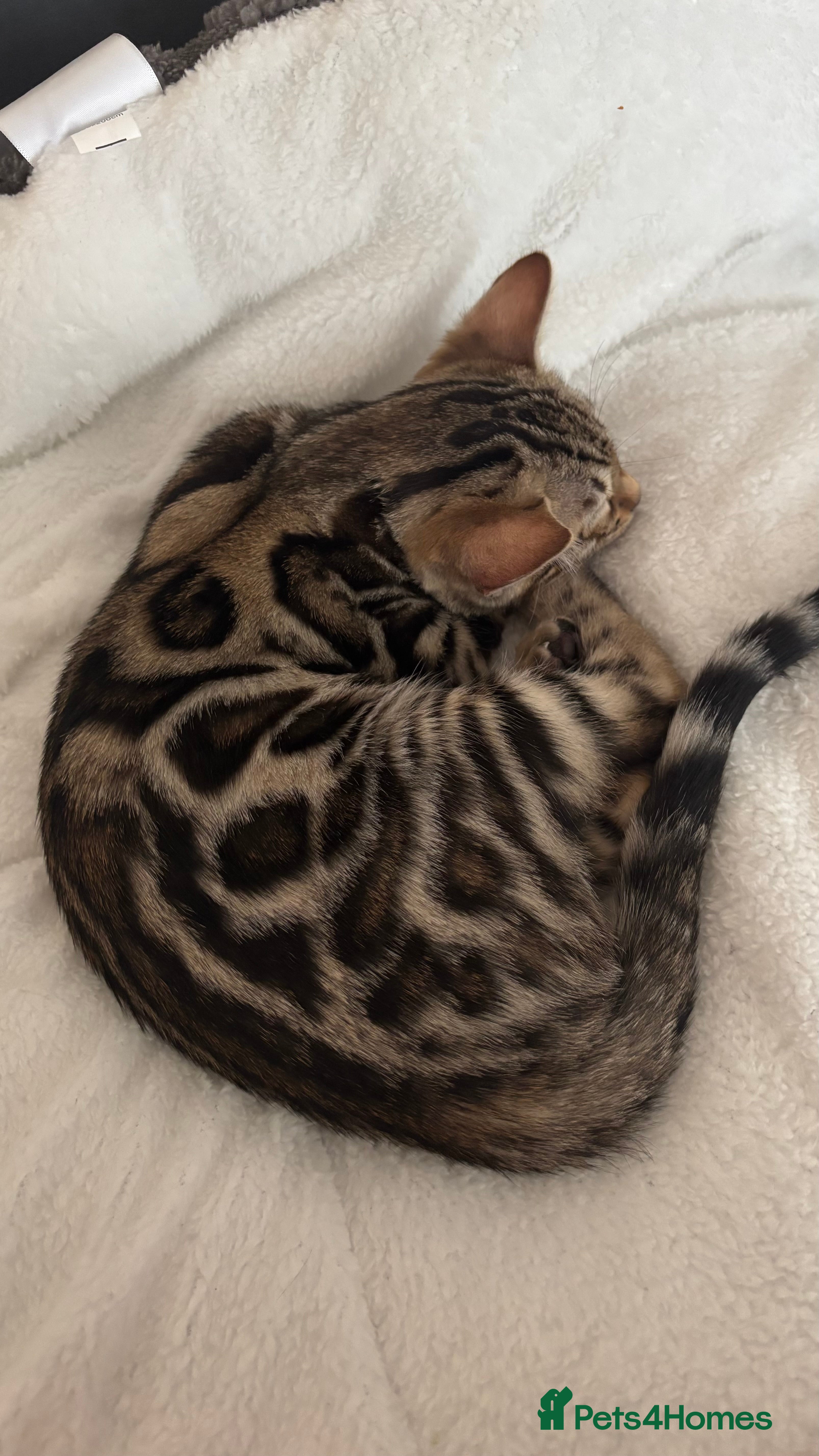 Bengal cats 🐆Beautiful Purebred Bengal Kitten  🐾 - Advert 3