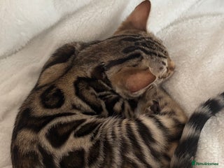 Bengal cats 🐆Beautiful Purebred Bengal Kitten 🐾 - Advert 3
