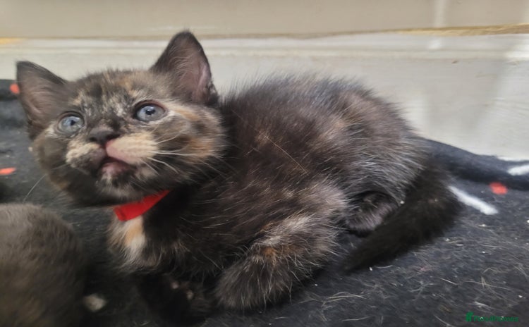 Domestic Shorthair cats - Advert 5