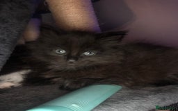 Mixed Breed cats for sale: 3 x Gorgeous Kittens - Image 4