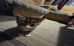 Mixed Breed cats for sale: Kittens - Image 3