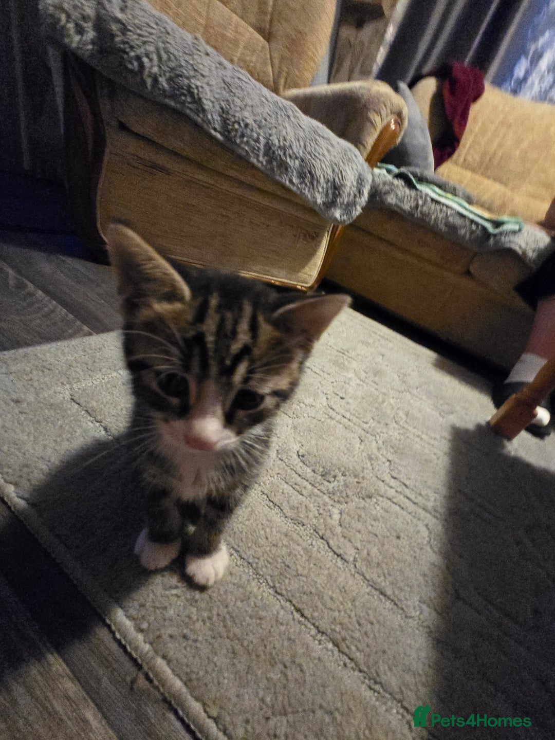 Mixed Breed cats for sale: Kittens - Image 3