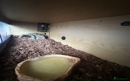 Python Snake reptiles for sale: Butter het clown ball python - Image 6