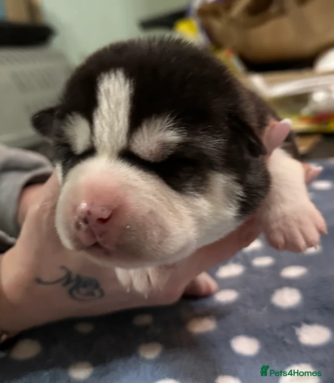 Siberian Husky dogs for sale: 4 Beautiful Siberian Husky Puppies - Advert 7