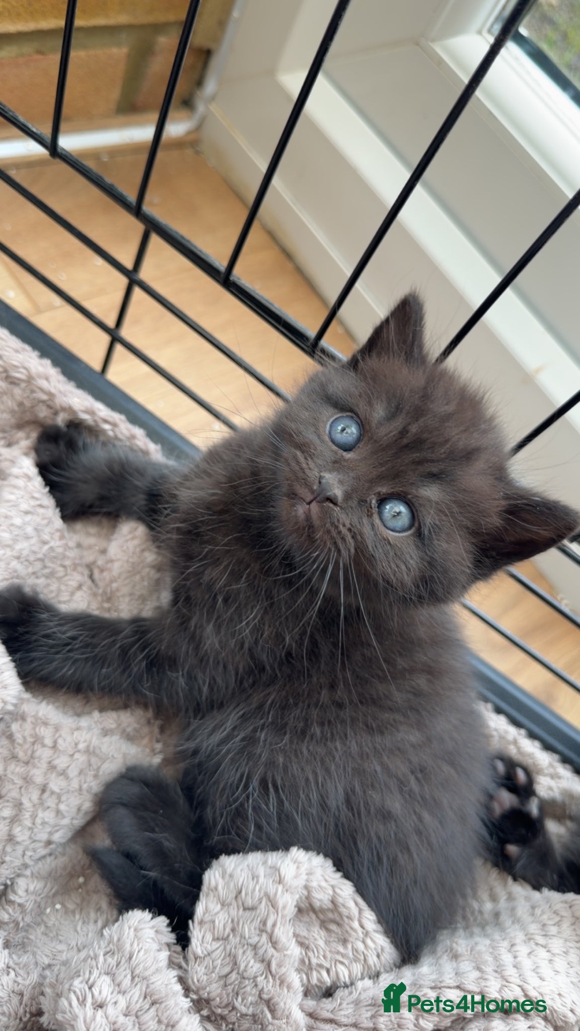 Mixed Breed cats Half British short hair kittens  - Advert 3