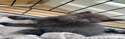 Mixed Breed cats for sale: Half British short hair kittens  in Luton - Advert 1