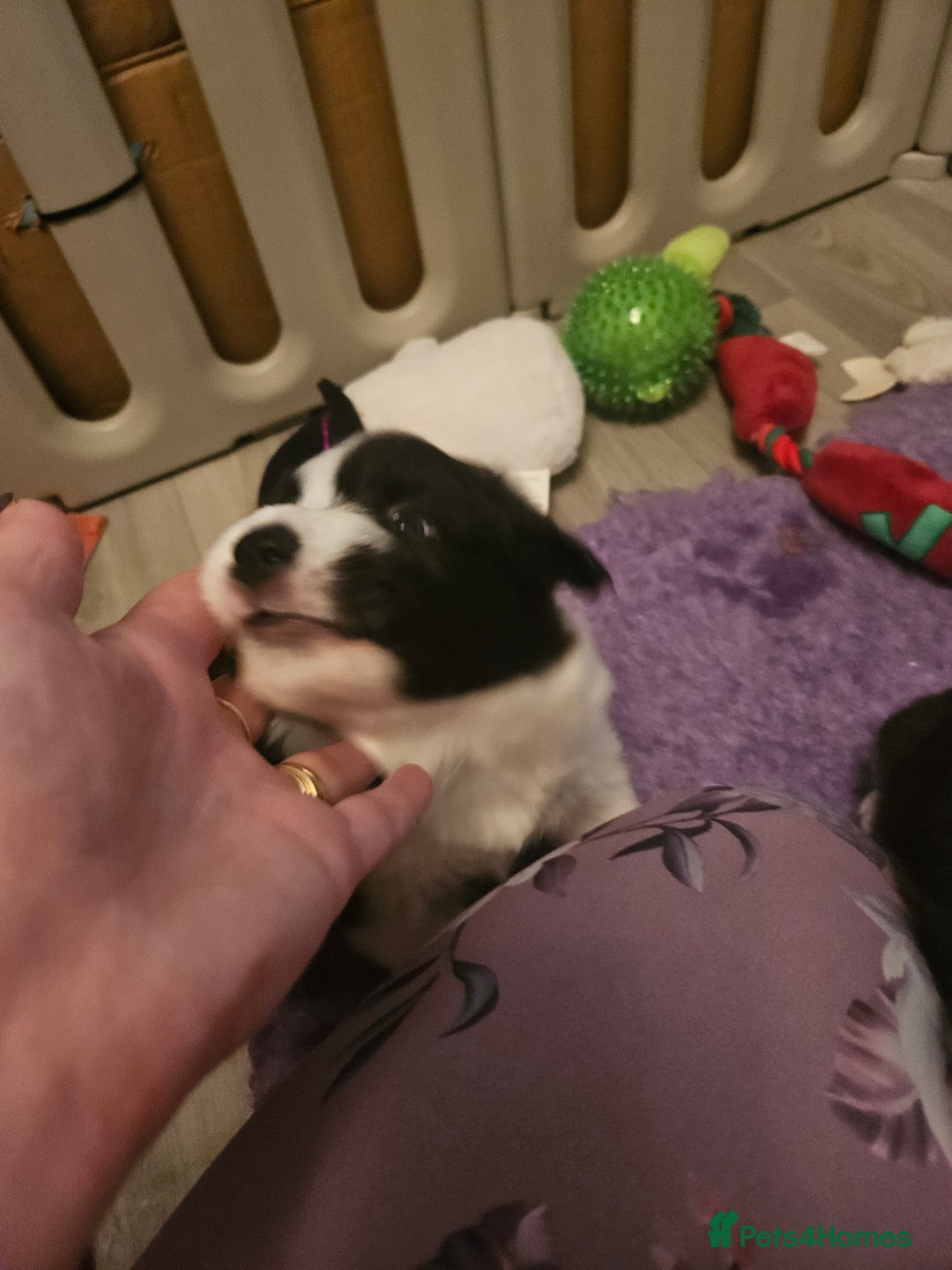 Border Collie dogs for sale: B. C. Puppies black and white kc reg - Advert 22