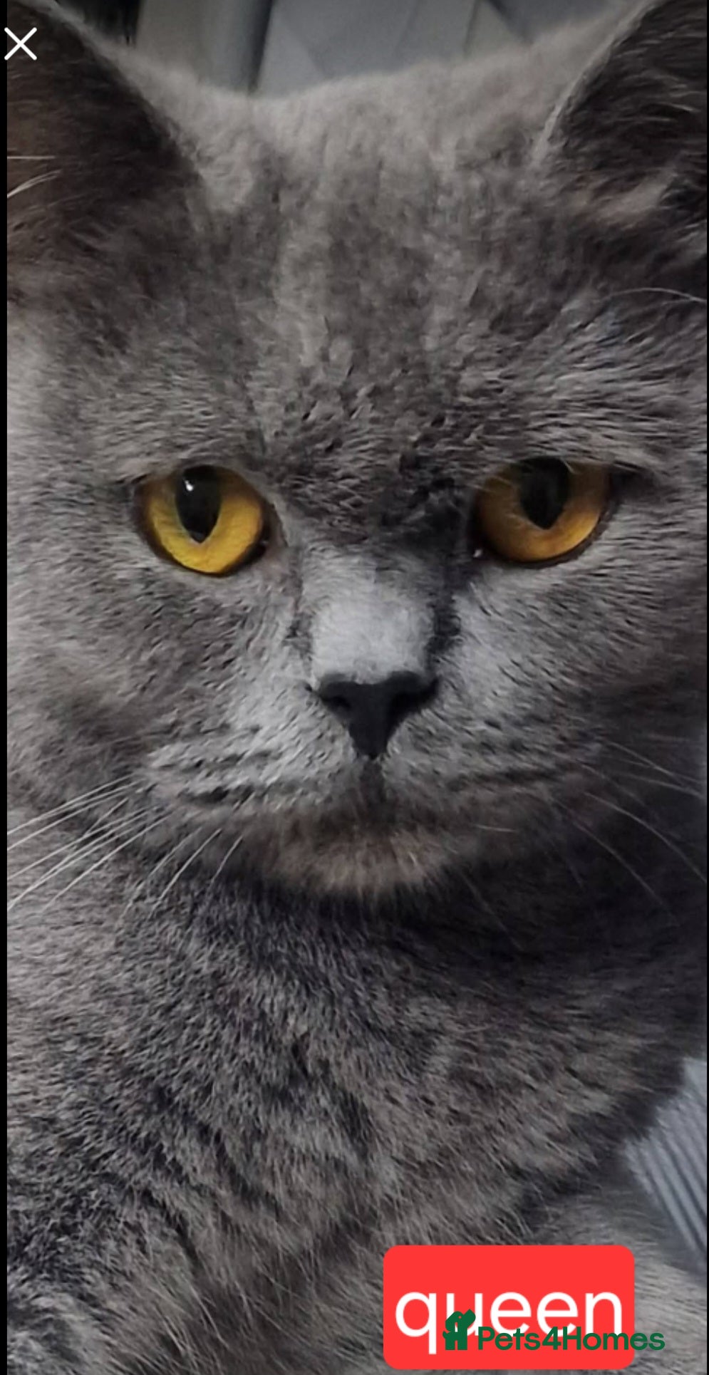 British Shorthair cats Chunky champion Gccf british shorthair kittens - Advert 1