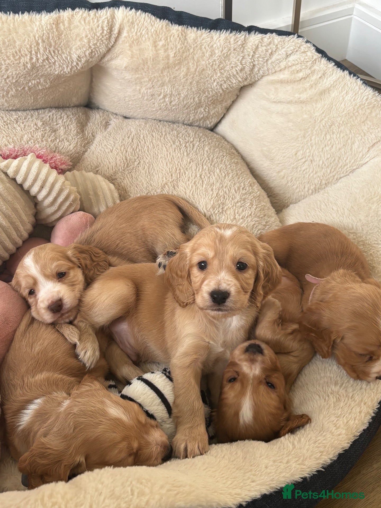 Cocker Spaniel dogs Beautiful working Cocker Spaniel pups. Only 4 left - Advert 1