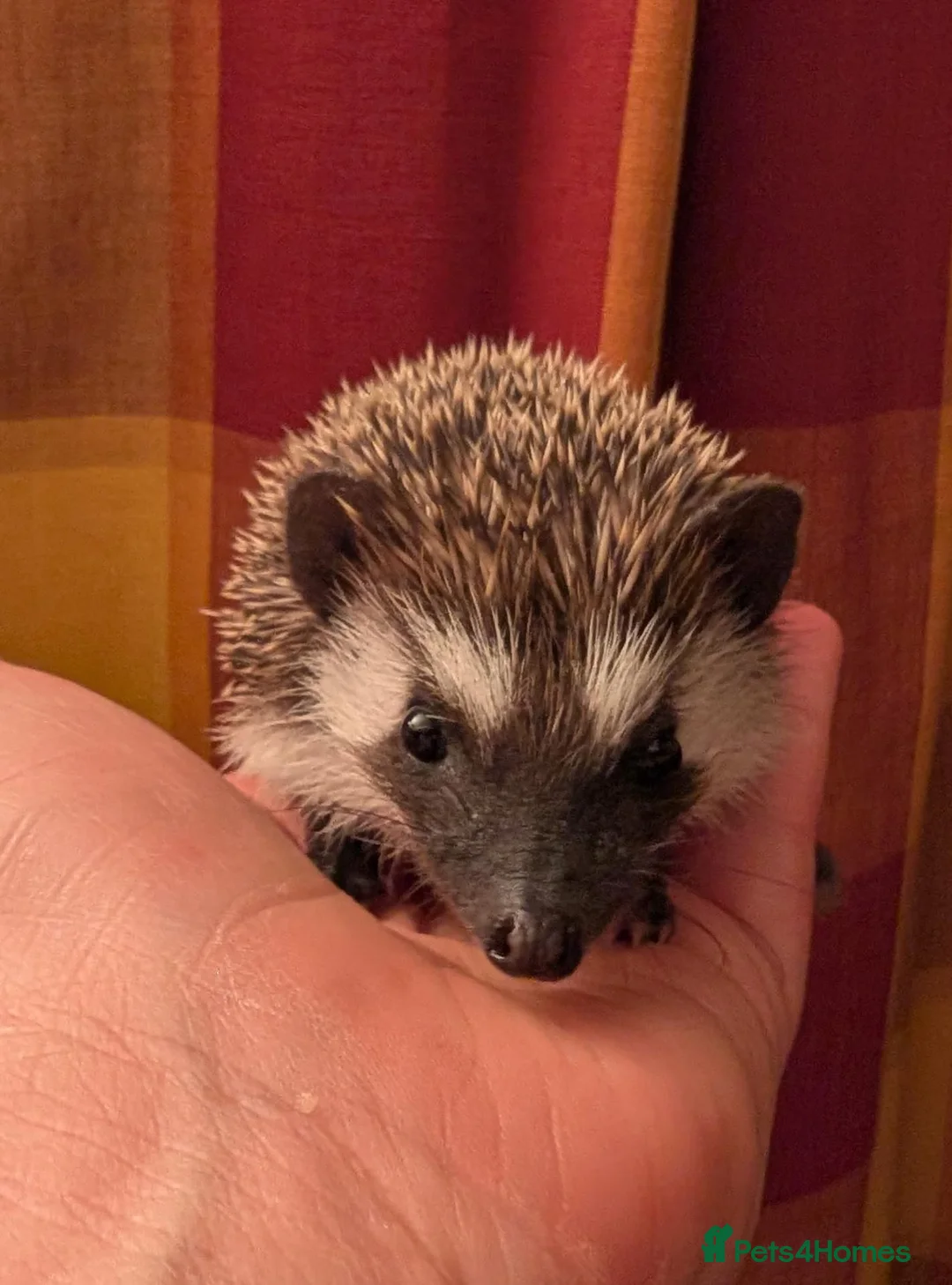 Pygmy Hedgehog rodents for sale: Female aph - Advert 1