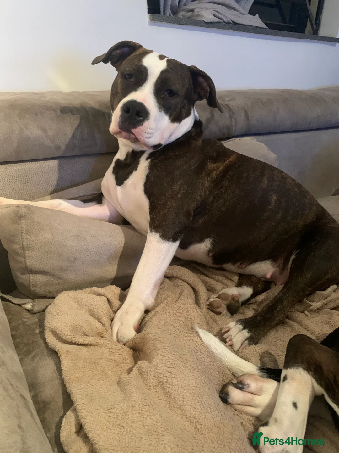 Mixed Breed dogs for sale: 4 year old Skye - Advert 9