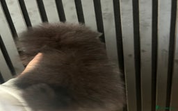 Pomeranian dogs for sale: Adorable bear faced fluffy merle Pomeranians - Image 9