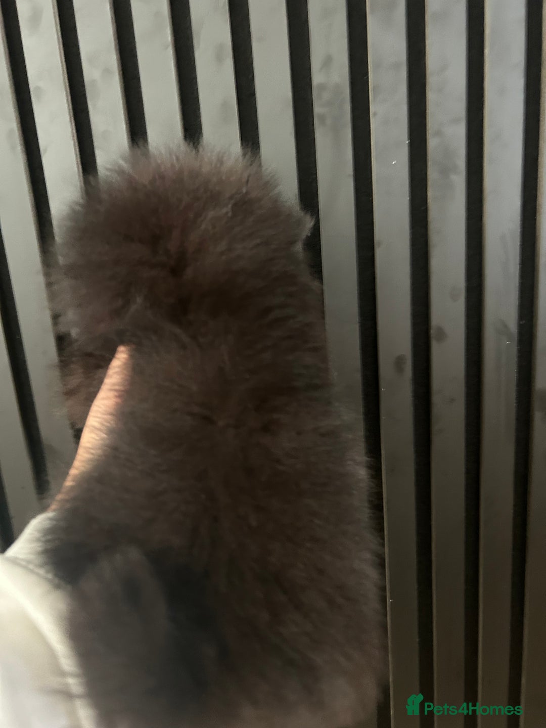 Pomeranian dogs for sale: Adorable bear faced fluffy merle Pomeranians - Image 9