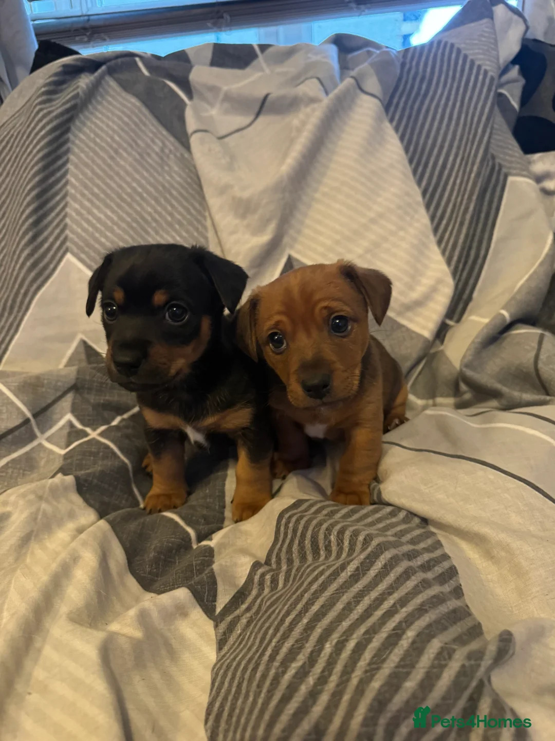 Jack Russell dogs for sale: 2 beautiful short leg smooth coat boys  - Advert 1