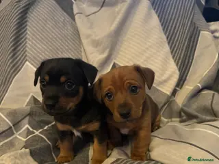 Jack Russell dogs 2 beautiful short leg smooth coat boys - Advert 15