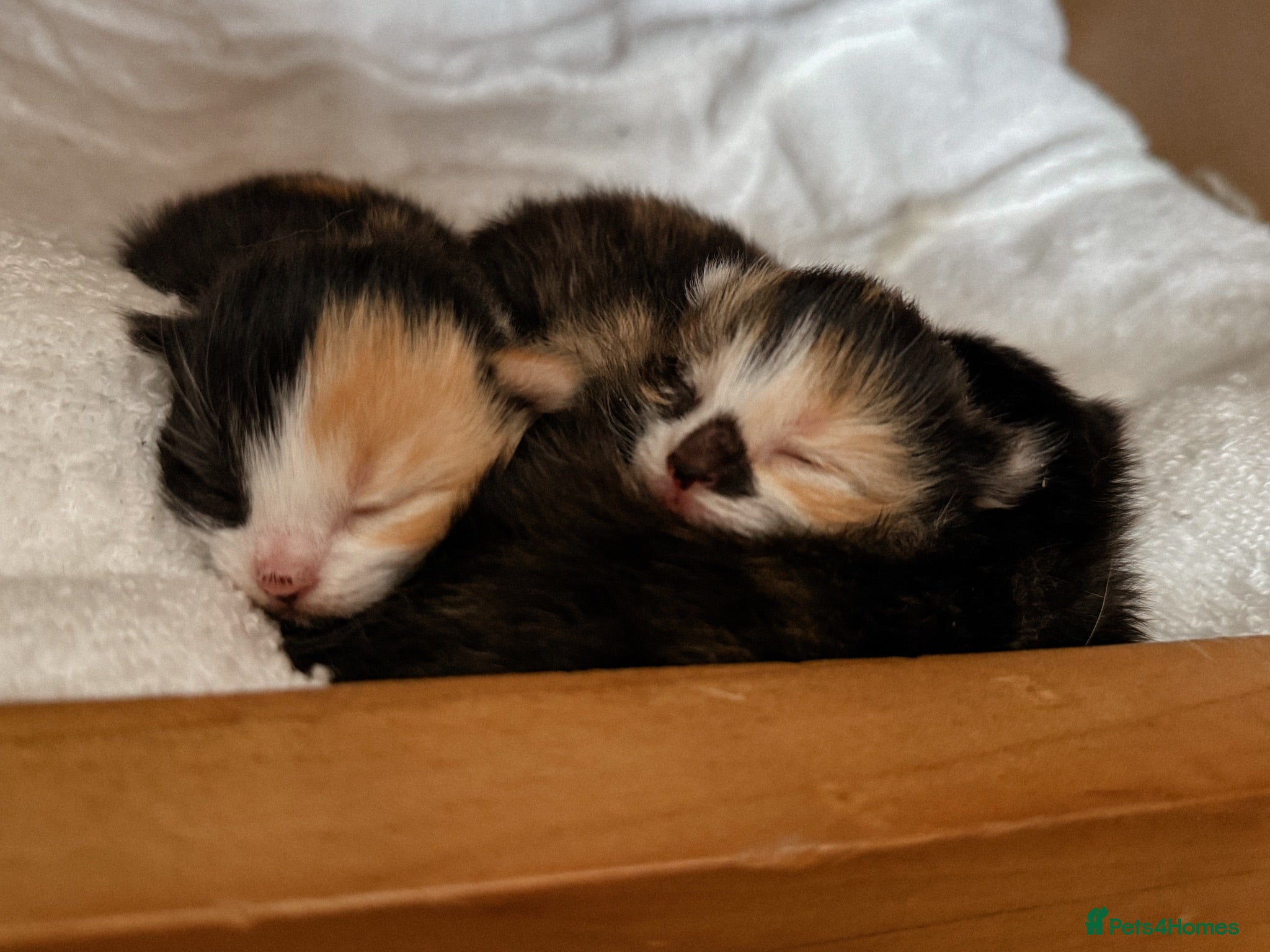 Ragdoll cats Ragdoll × Norwegian Forest Kittens - 3 Girls - Advert 1