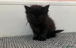 Domestic Shorthair cats for sale: Kittens - Image 8