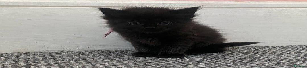 Domestic Shorthair Kitten 6