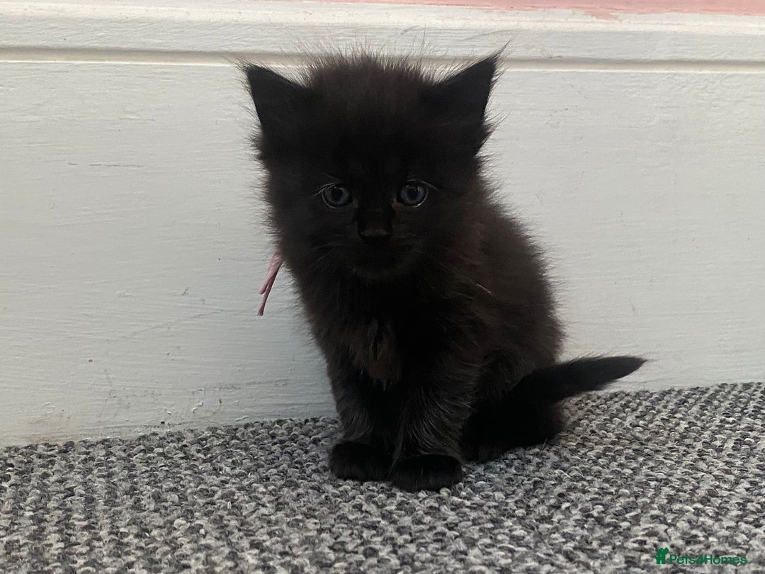 Domestic Shorthair cats for sale: Kittens - Image 8