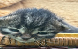 Maine Coon cats for sale: Maincoon cross kittens  - Image 2