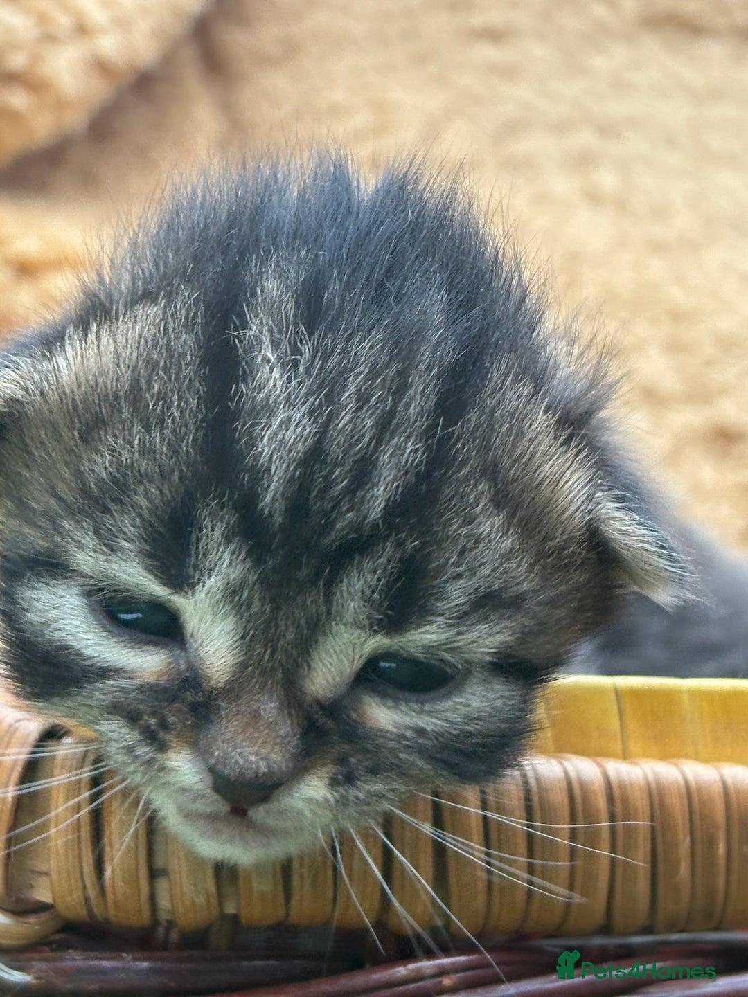 Maine Coon cats for sale: Maincoon cross kittens  - Image 2
